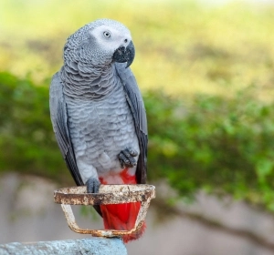 Intelligent and talkative African Grey Parrot available at Pets Farm.