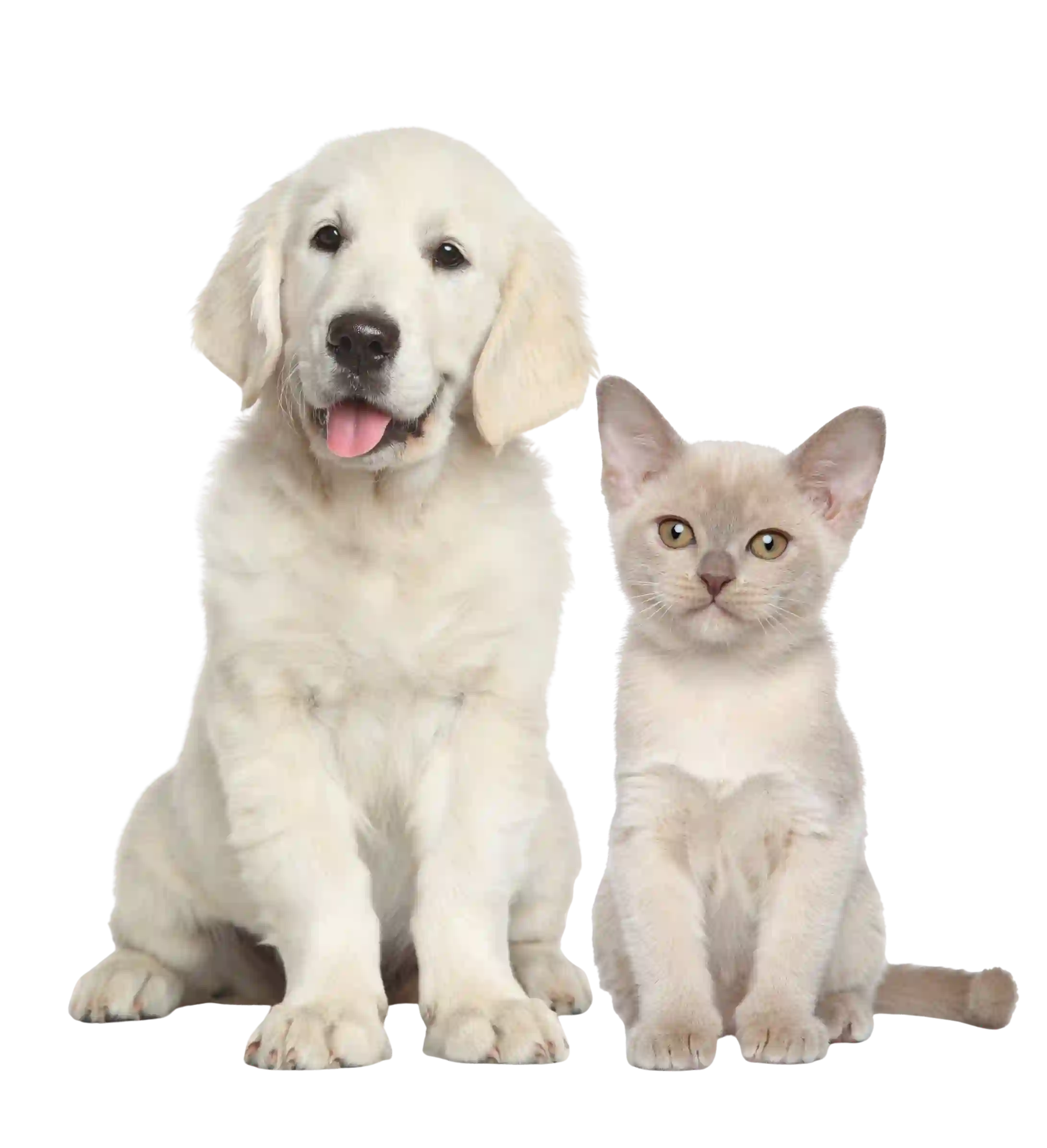 Dog and cat sitting together at the best pet shop in Kolkata – Pets Farm
