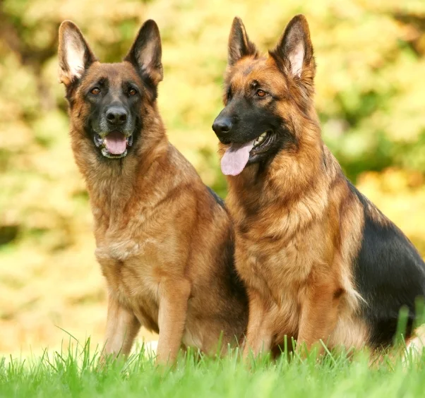 Two adult German Shepherd dogs sitting on grassland