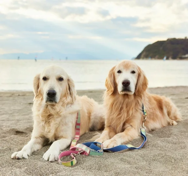 Two Golden Retrievers sitting on a beach looking calm and friendly