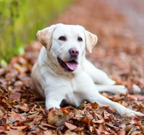 Adult Labrador dog sitting under a tree at Pets Farm, trusted for genuine Labradors at the best price.