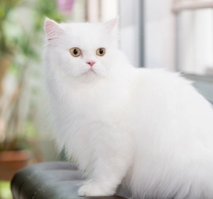 Elegant long-haired Persian cat available at Pets Farm.