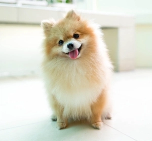 Cute and fluffy Pomeranian dog for sale at Pets Farm.