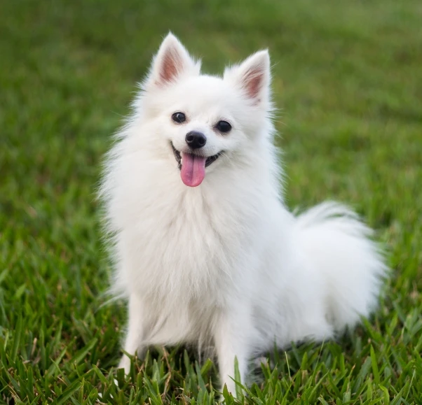 Adorable Pomeranian dog from Pets Farm pet shop in India
