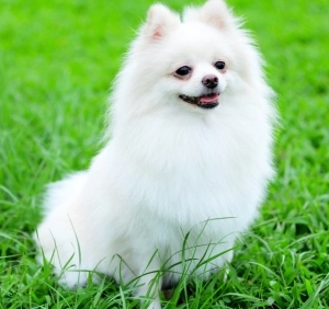 White fluffy Pomeranian dog standing and looking adorable