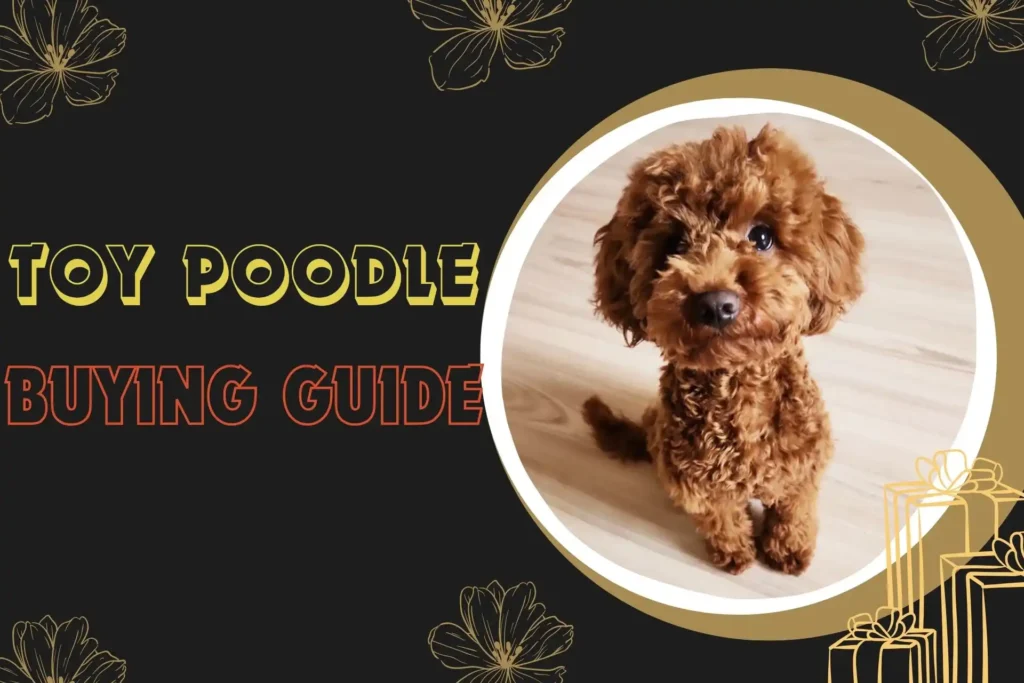 Toy poodle buying guide in kolkata Toy Poodle Price in Kolkata
