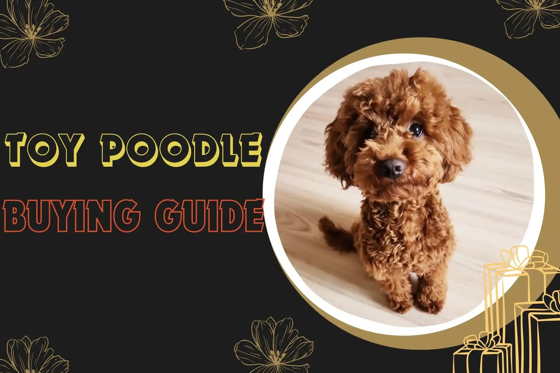 Toy poodle buying guide in kolkata Toy Poodle Price in Kolkata