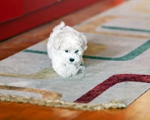 Fluffy white Bichon Frise puppy walking on floor at Pets Farm — KCI registered bichon frise price in india