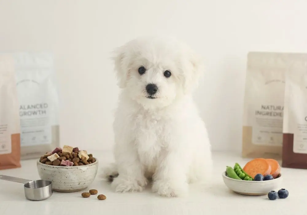 Healthy diet plan for Bichon Frise puppy with kibble, boiled chicken, curd and milk at Pets Farm
