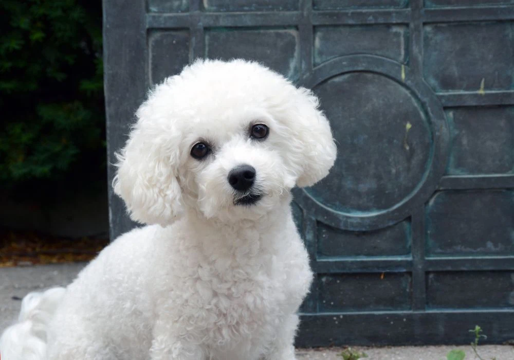 Adorable white Bichon Frise puppy standing with cute face at Pets Farm — bichon frise for sale in assam