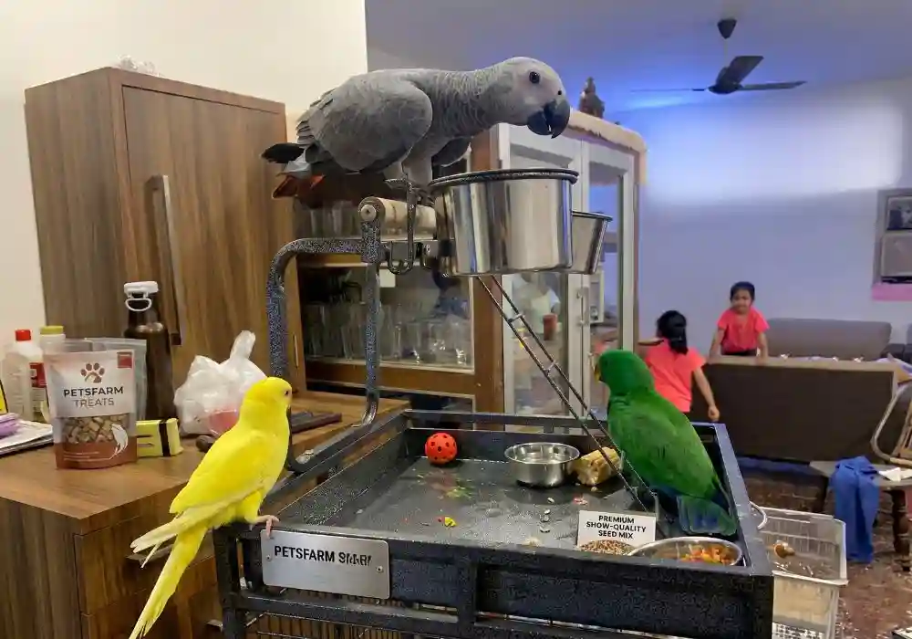 Inside view of Pets Farm shop in Kolkata showcasing African Grey Parrot, dogs, and various birds — trusted pet shop for Maltese puppies