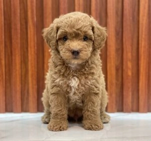 toy poodle sitting on table showcasing toy poodle price in kolkata