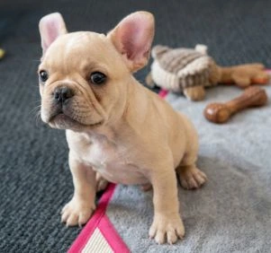 Bulldog Price in Kolkata | Healthy Bulldog Puppy at Pets Farm