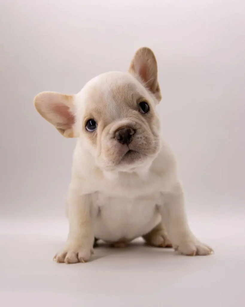Cute Bulldog puppy sitting on a bed in Kolkata with an adorable face, healthy appearance, and vaccination records from Pets Farm.
