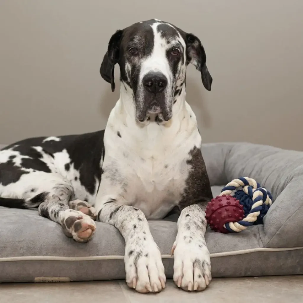 White and Black Great Dane Dog | Great Dane Price in Kolkata