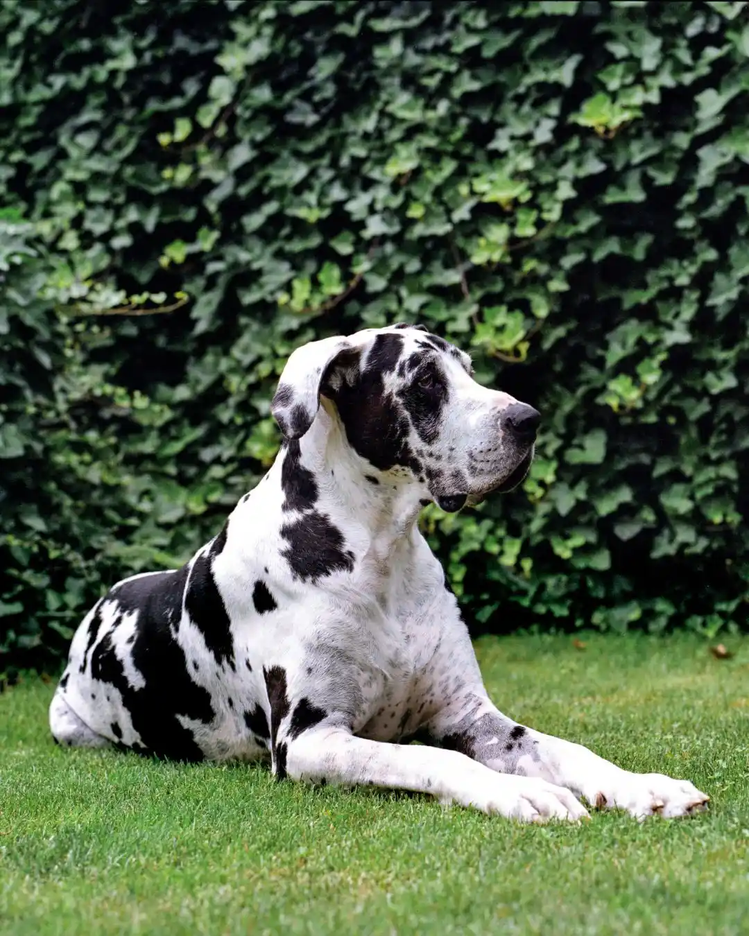 great dane​ dog sitting on green grass showcasing its loyal and protective personality