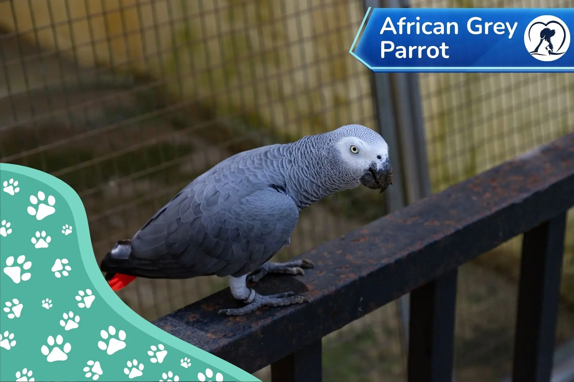 Healthy African Grey Parrot for sale at Pets Farm in Kolkata with grey feathers and a bright red tail.