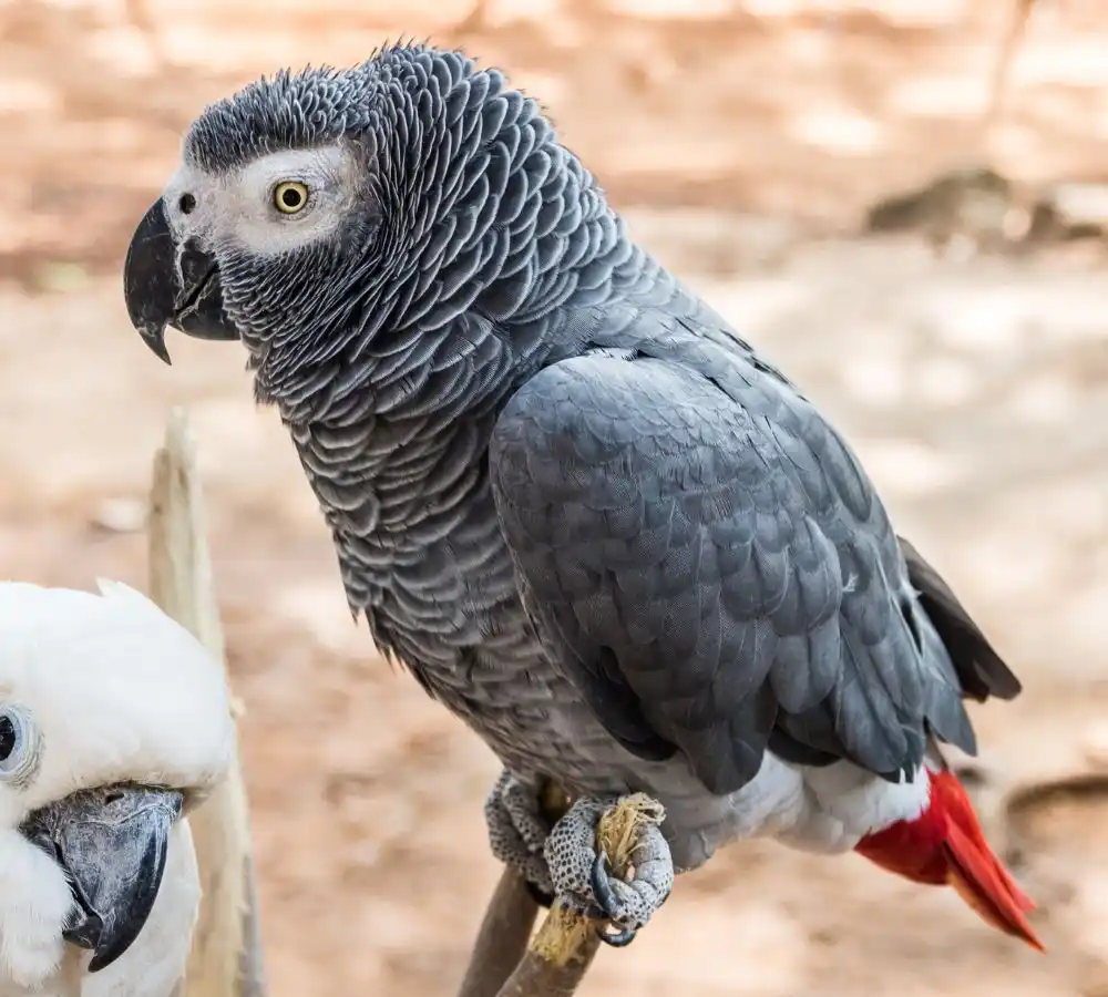 Healthy African Grey Parrot for sale at Pets Farm in Kolkata with beautiful grey feathers and bright red tail.