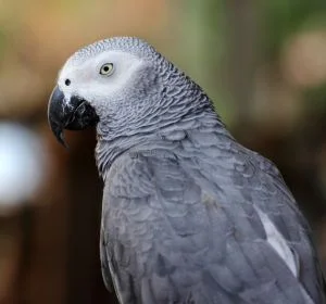 Healthy African Grey Parrot available at Pets Farm birds shop Kolkata with expert bird care and guidance.