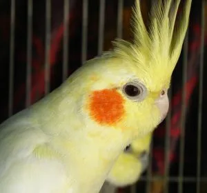 Healthy Cockatiel bird available at Pets Farm birds shop Kolkata with expert bird care and guidance.