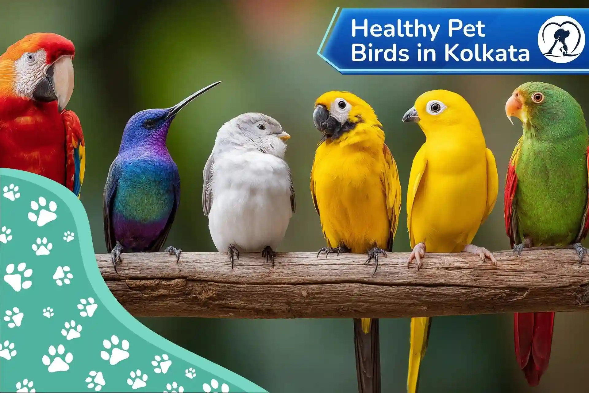 Healthy pet birds including African Grey Parrot, Sun Conure, and Cockatiel at Pets Farm birds shop Kolkata.