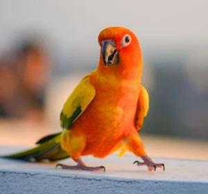 Healthy Sun Conure Parrot available at Pets Farm birds shop Kolkata with expert bird care and support.